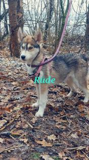 Husky Welpen aus exclusiver Verpaarung suchen ein kuscheliges Zuhause. Nur noch 3 Welpen Verfügba