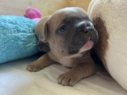Französische Bulldogge mit Papiere