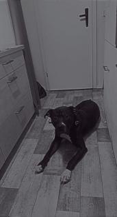 Canecorso boxer old englisch Bulldog