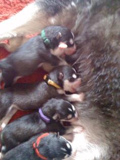 Husky Welpen sib. zu verkaufen