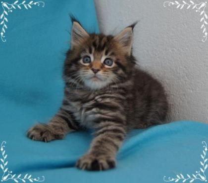 Maine Coon Babys im Wildlook