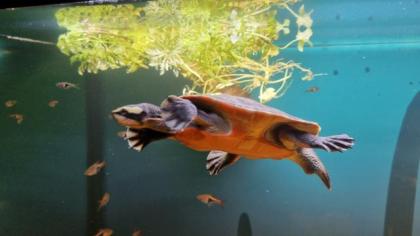 Wasserschildkröte Rotbauch-Spitzkopf-Schildkröte