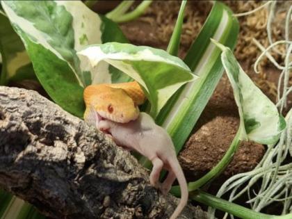 Kornnatter Amel aus 2021 inkl Terrarium