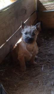 Cairn Terrier Welpen aus privater Hobbyzucht
