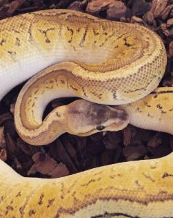 Königspython chypress-pastel-pinstrip aus 2020 male