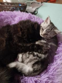 Zauberhafter kleiner BKH Kater mit Ahnentafel, geimpft, entwurmt, gechipt, kastriert, aus HCM