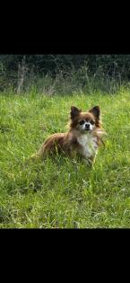 Chihuahua Deckrüde Smokey sucht liebevolle Hündin
