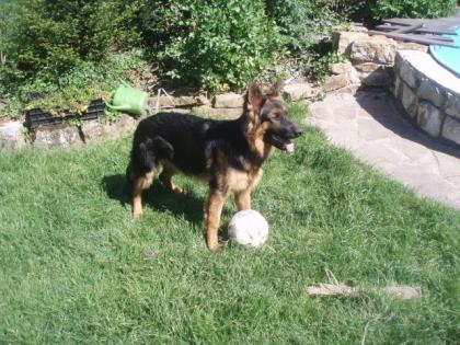 Langhaar-Schäferhund-Rüde