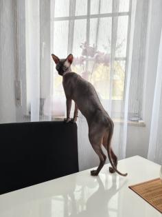 Sphynx Mädchen 11 Monate Jung