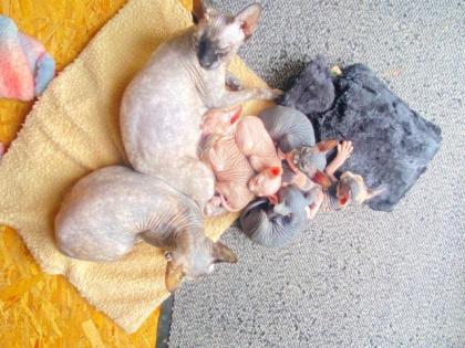 Sphynx Kitten