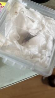 Verkaufe Lasidora parahybana