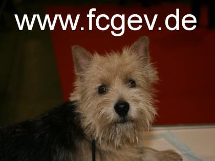 Rasse Mischlings-Hundeschau CAC Landessiegerschau in Ruppertsweiler 1. März