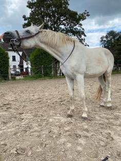 Reitbeteiligung an liebem Araber gesucht