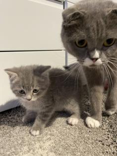 Bkh kitten zuckersüß