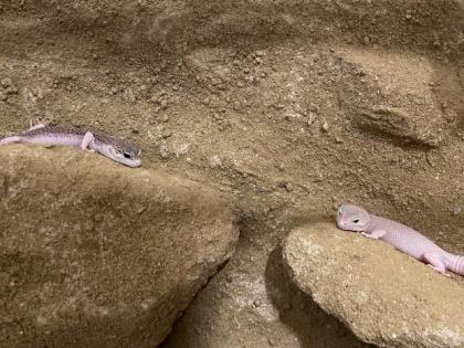 Leopardgecko Weibchen Paar Terrarium und Equipment