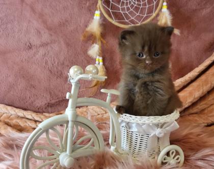 Bkh Kitten in seltener Farben. Stammbaum