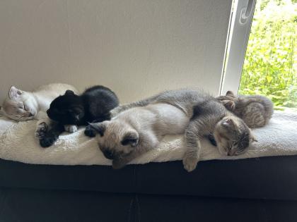Kitten Abgabebereit