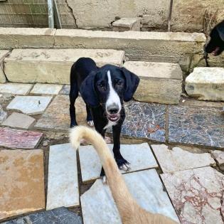 Lumpi Jagdhundmix
