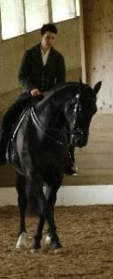 Akademische Reitkunst - Beritt und Unterricht auch mobil