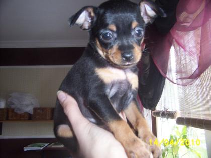 Toy terrier 02. 03. 10 geboren