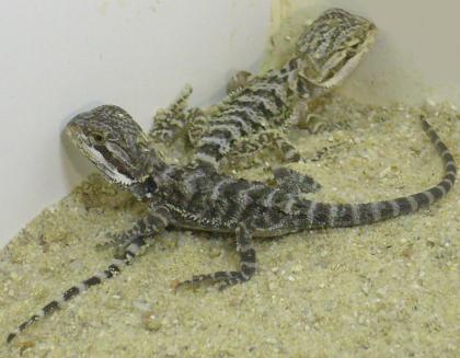 Bartagamenbabys abzugeben