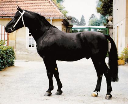 Suche dringend Reitbeteiligung