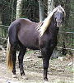 Pferde mit sahne haube