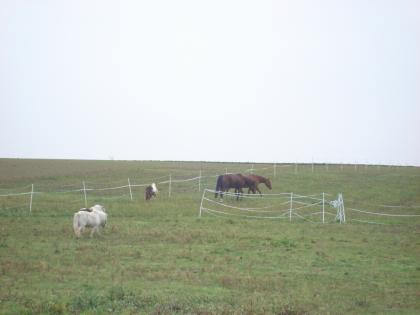 Biete günstigen Offenstallplatz für kl. Pony / Shetty bei privat
