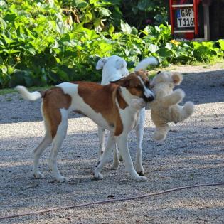 Nala sucht ein passendes Zuhause