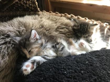 Maine Coon/Sibirische Waldkatzen Babys
