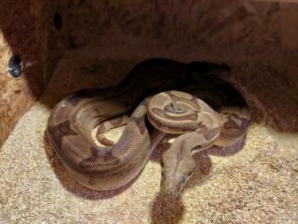 Boa Constrictor Imperator 2 Weibchen