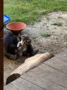 Katzenjunges abzugeben