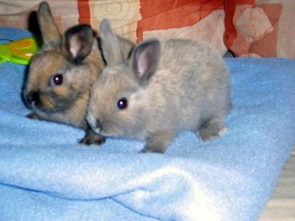 Babykaninchen