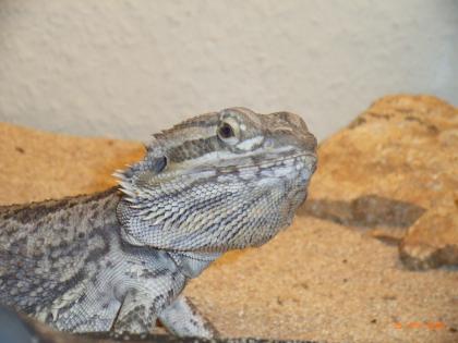 Bartagame mit Terrarium und Zubehör
