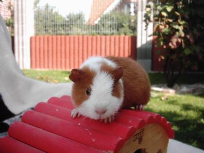 Verkaufe süße Meerschweinchen