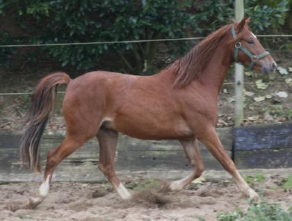 Hübscher Reitponywallach