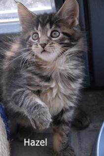 Knuffige Maine Coon Zwerge suchen neue Dosenöffner