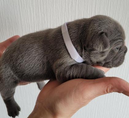 Französische Bulldogge - Welpen in blau / blue blue-tan mit Ahnentafel