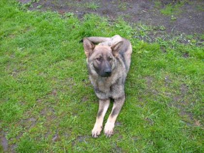 Verkaufe ein Jahr alten reinrassigen Schäferhund O. P.