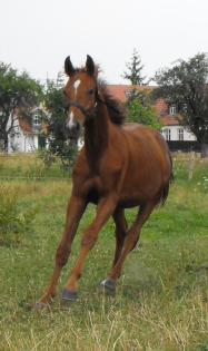 Jährlingshengst mit bester Springabstammung sucht dringend