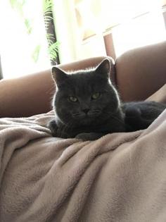 BKH DECKKATER