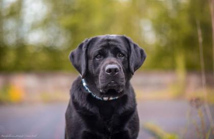 Liebevolle Labrador-Hausaufzucht