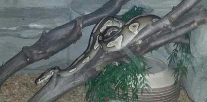 Mojave Yellowbelly von 16 1. 0