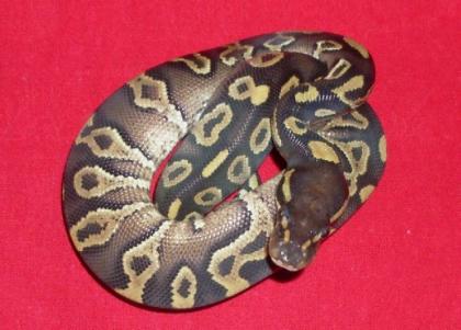 Königspython Yellow Belly Mojave