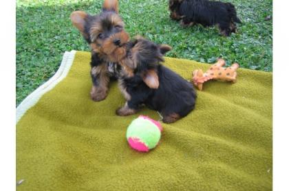 2 Yorkie Welpen zu verkaufen