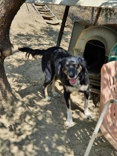 Bonnie sucht eine Familie
