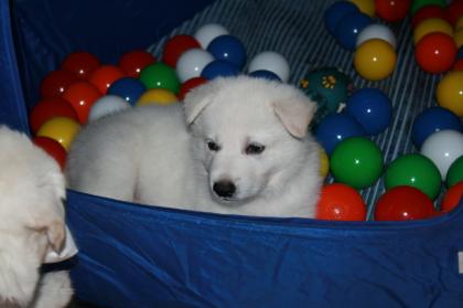 Weisse Schweizer Schäferhund Welpen.