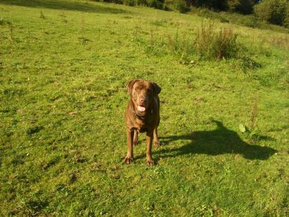 Reinrassiger Labrador Rüde chocolate mit Papieren sucht gesunde Labrador-Hündin