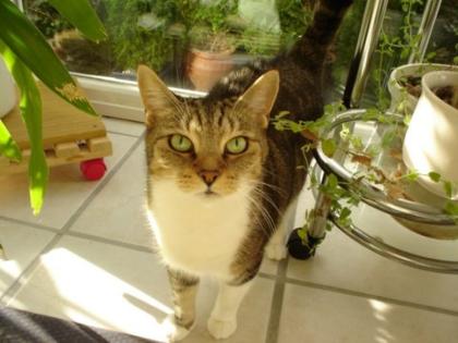 Urmel sucht ganz dringend einen neuen Kuschelplatz
