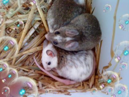 Vielzitzenmäuse zu Verkaufen Futtertiere